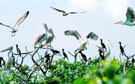 Tạm đóng cửa vườn chim Bạc Liêu để phòng cháy rừng